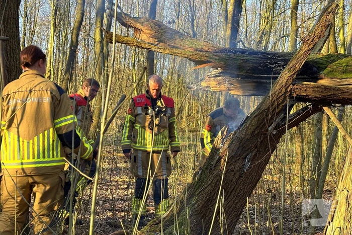 Brand gesticht in boomstronk