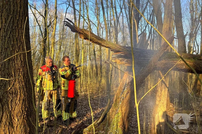 Brand gesticht in boomstronk
