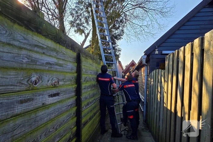 Coco veilig terug bij baasje