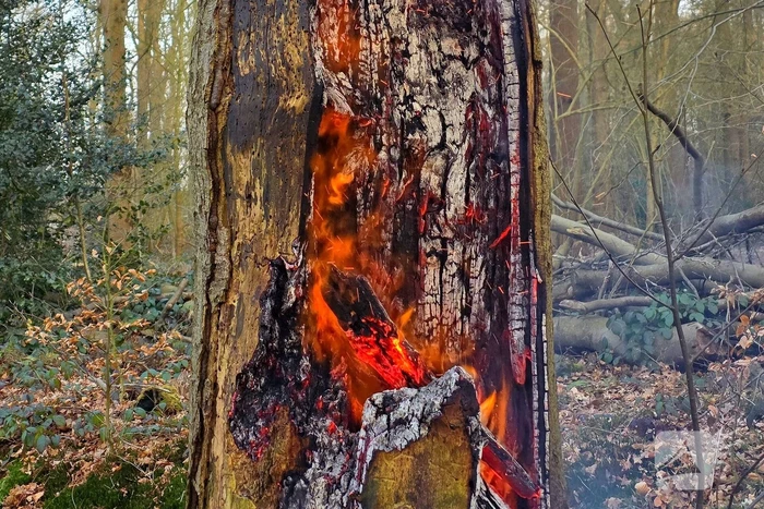 Brand in holle boom zorgt voor flinke rookontwikkeling