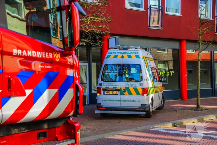 Duif gered uit benarde positie achter glazen balustrade
