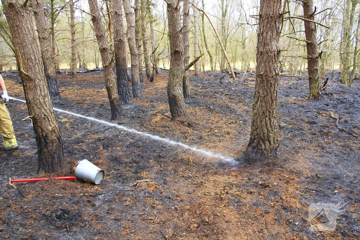 Regen helpt bij blussen van bosbrand welke natuurfotograaf opmerkte