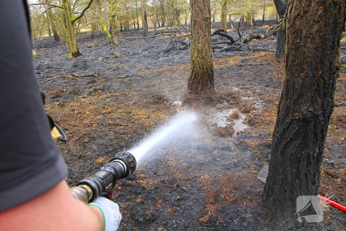 Regen helpt bij blussen van bosbrand welke natuurfotograaf opmerkte