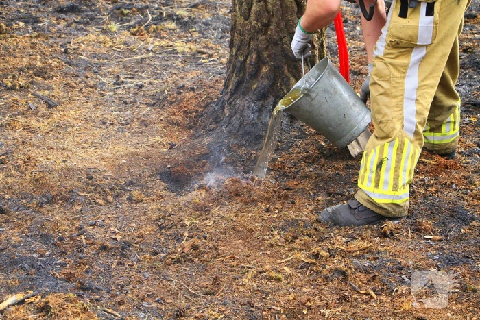 Regen helpt bij blussen van bosbrand welke natuurfotograaf opmerkte
