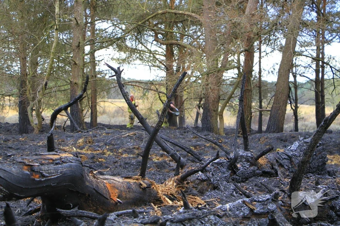 Regen helpt bij blussen van bosbrand welke natuurfotograaf opmerkte
