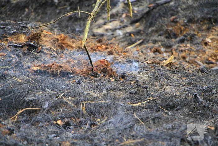 Regen helpt bij blussen van bosbrand welke natuurfotograaf opmerkte