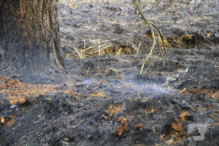 Regen helpt bij blussen van bosbrand welke natuurfotograaf opmerkte
