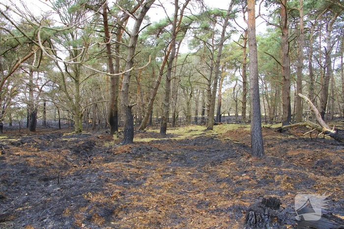 Regen helpt bij blussen van bosbrand welke natuurfotograaf opmerkte