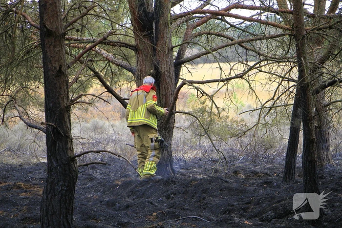 Regen helpt bij blussen van bosbrand welke natuurfotograaf opmerkte
