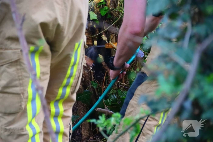 Brandweer dooft brand in boomstam met tuinslang