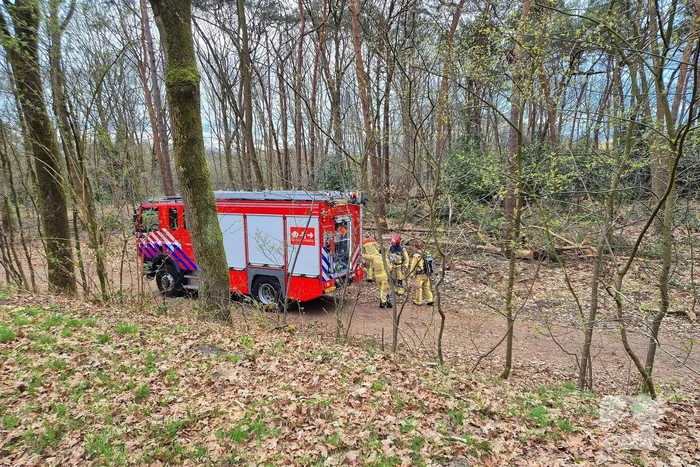 Brand in bosgebied snel onder controle