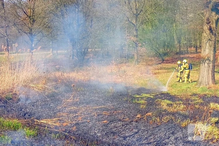 Riet in brand mogelijk brandstichting