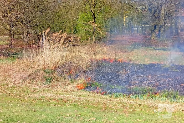 Riet in brand mogelijk brandstichting