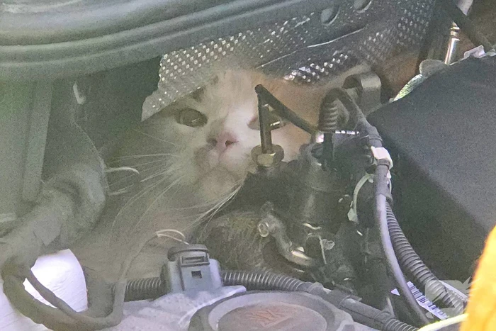 Onverwachte reddingsactie voor gewonde kat