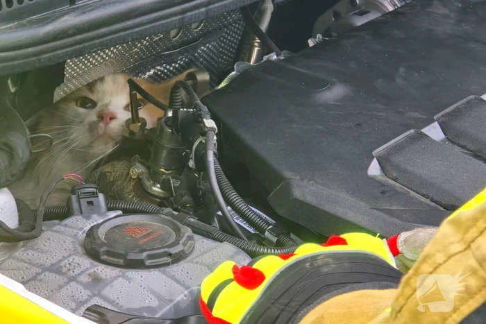 Onverwachte reddingsactie voor gewonde kat