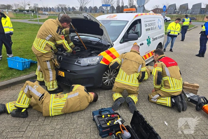 Onverwachte reddingsactie voor gewonde kat