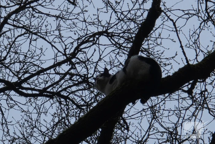 Kat Zorra eigenwijs en klimt verder in boom, brandweer in actie
