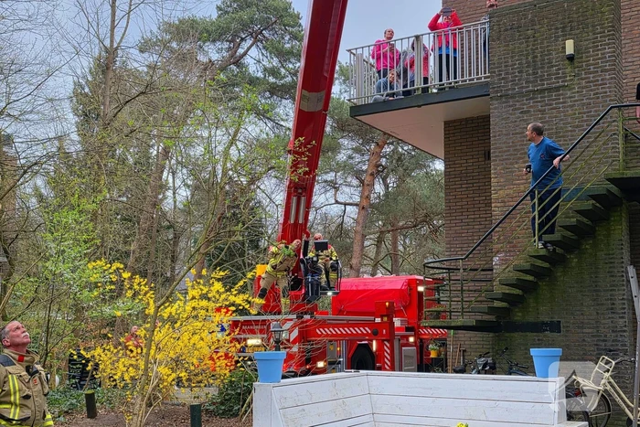 Kat Zorra eigenwijs en klimt verder in boom, brandweer in actie