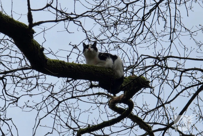 Kat Zorra eigenwijs en klimt verder in boom, brandweer in actie