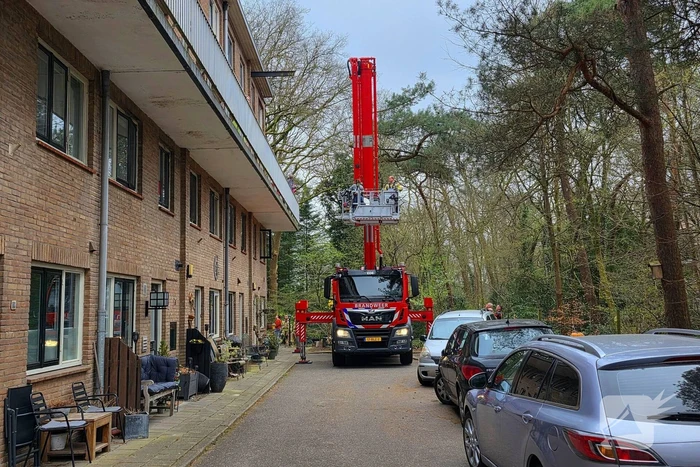 Kat Zorra eigenwijs en klimt verder in boom, brandweer in actie