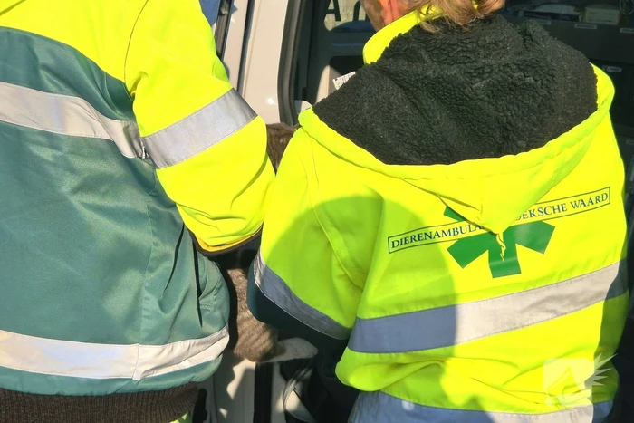 Brandweer bevrijdt kat uit motorkap