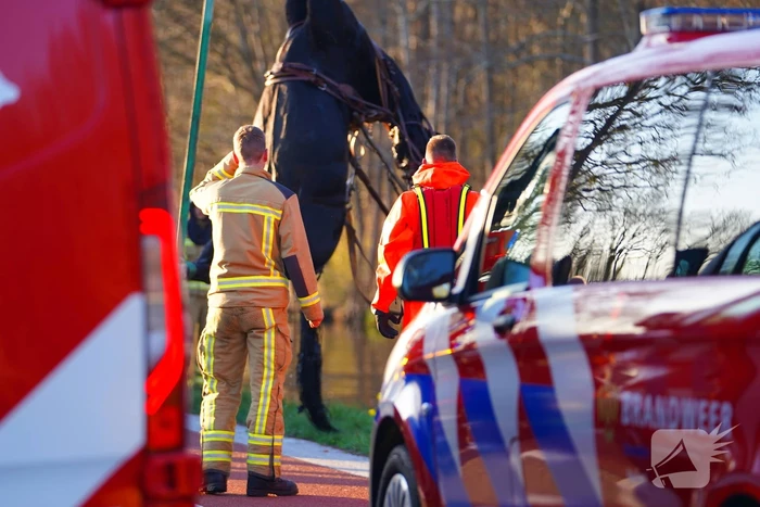Paard raakt met rijtuig te water