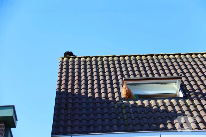 Huisdier in de problemen: brandweer komt in actie