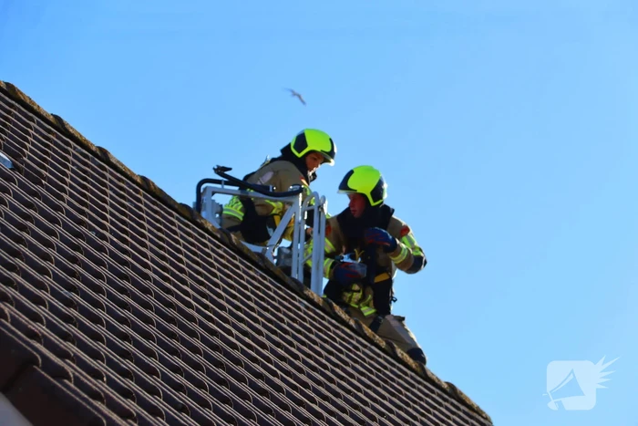 Huisdier in de problemen: brandweer komt in actie