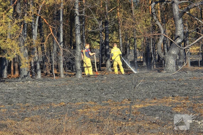 Brandweer blust smeulende resten in afgebrande heidegebied