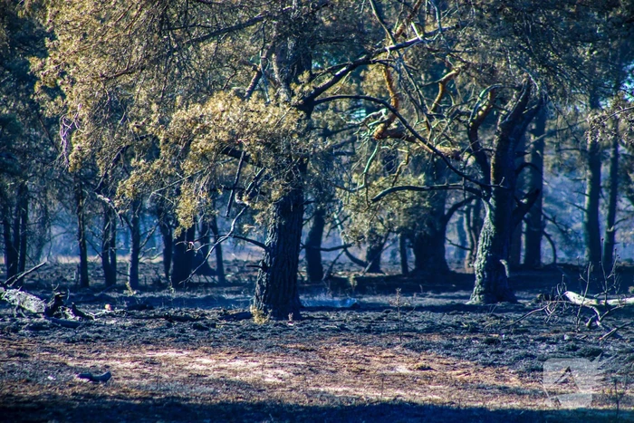 Brandweer blust smeulende resten in afgebrande heidegebied
