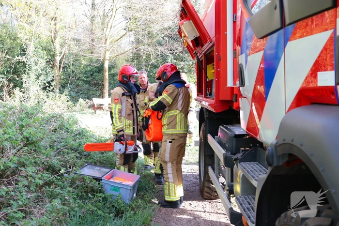 Boom in brand in het bos