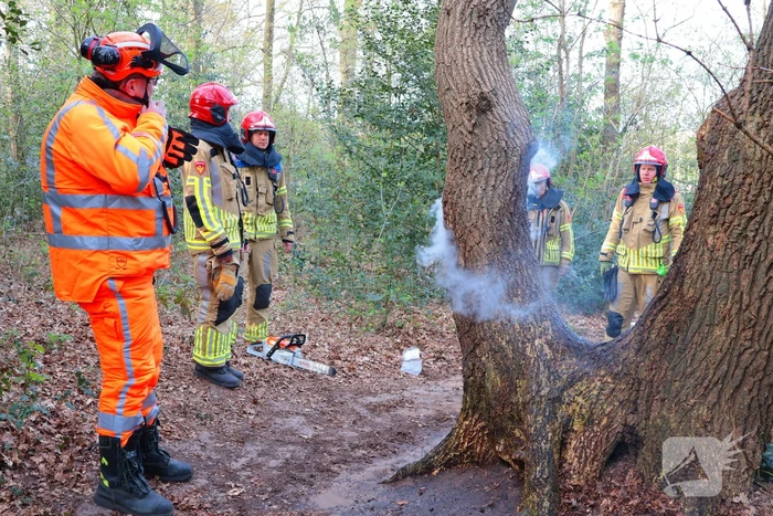 Boom in brand in het bos
