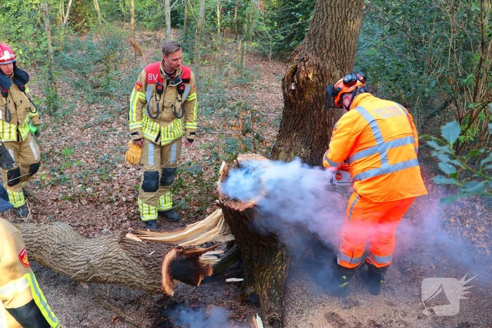 Boom in brand in het bos