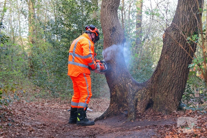 Boom in brand in het bos