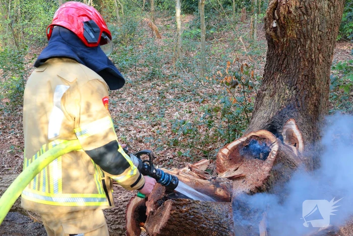 Boom in brand in het bos