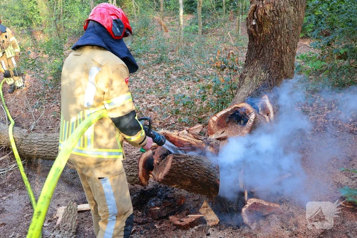 Boom in brand in het bos