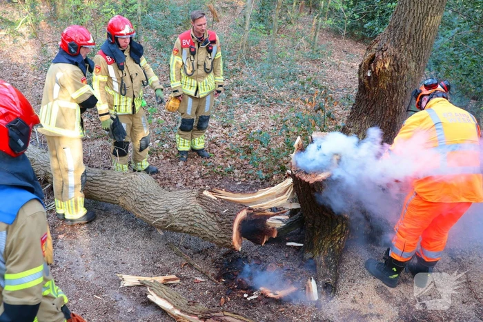 Boom in brand in het bos