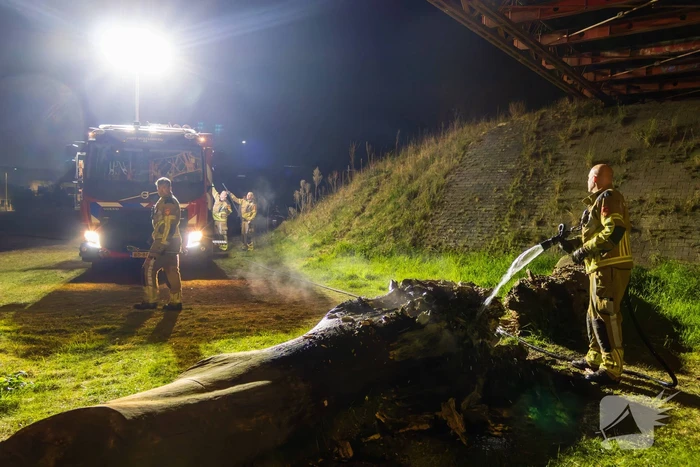 Brand ontstaan in boomstronk