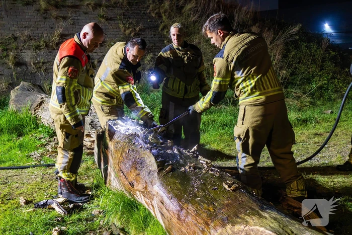 Brand ontstaan in boomstronk
