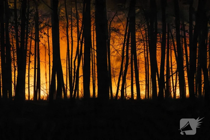 Verschillende hulpdiensten assisteren bij grote bosbrand