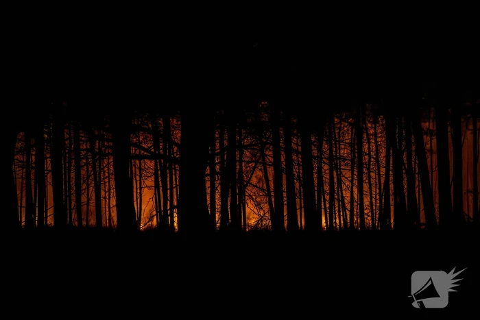 Verschillende hulpdiensten assisteren bij grote bosbrand