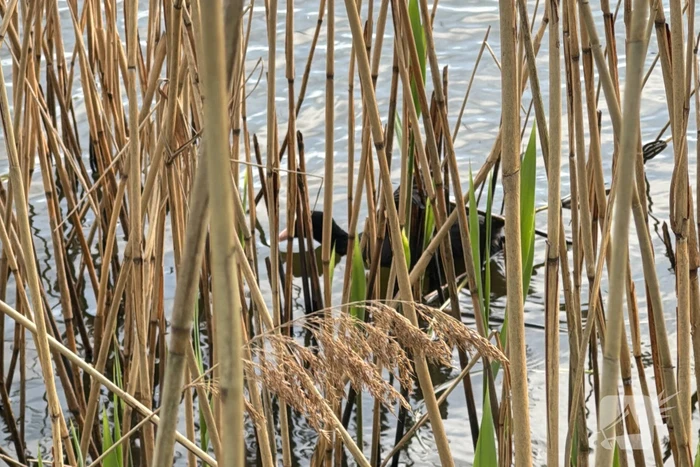 Brandweer bevrijdt meerkoet van visdraad