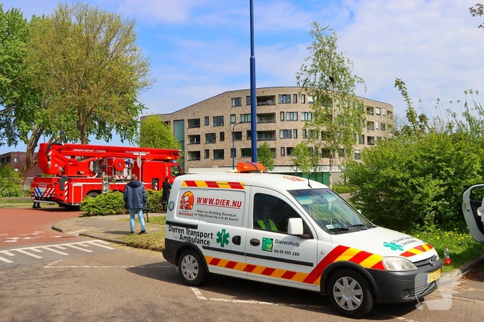 Brandweer ingezet voor kat in de boom