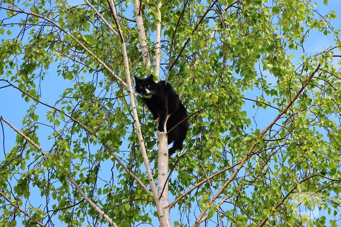 Brandweer ingezet voor kat in de boom