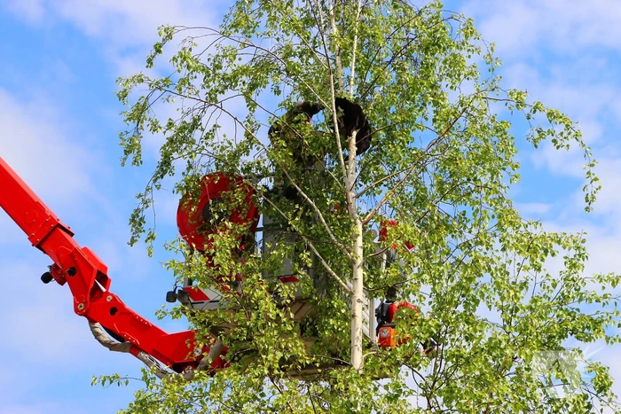 Brandweer ingezet voor kat in de boom
