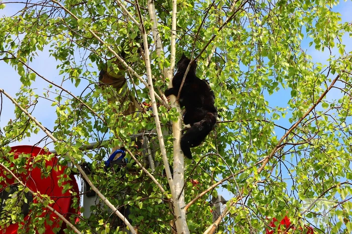Brandweer ingezet voor kat in de boom