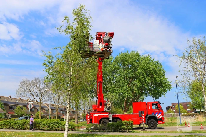 Brandweer ingezet voor kat in de boom