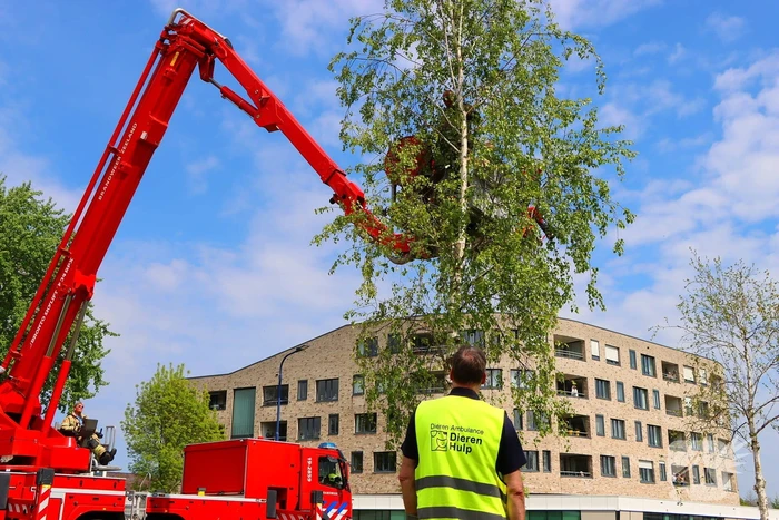 Brandweer ingezet voor kat in de boom
