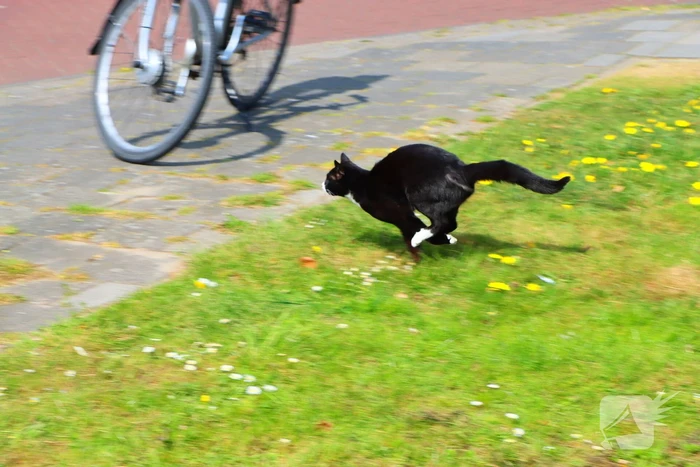Brandweer ingezet voor kat in de boom