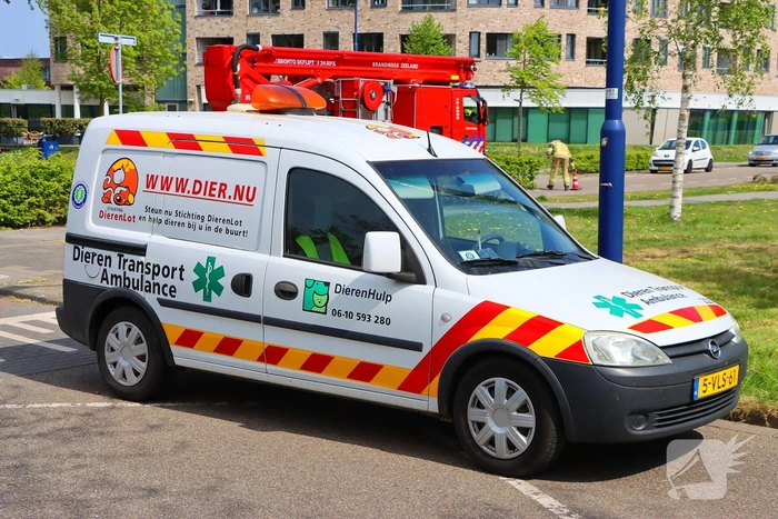 Brandweer ingezet voor kat in de boom